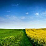 Field Free Stock Photo - Public Domain Pictures