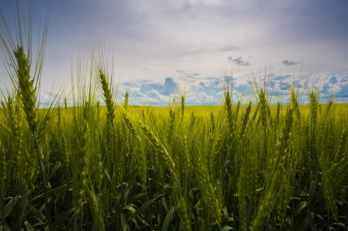 16 Facts About Field - Facts.net