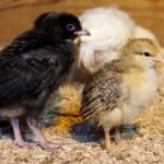Small Chicks Free Stock Photo - Public Domain Pictures
